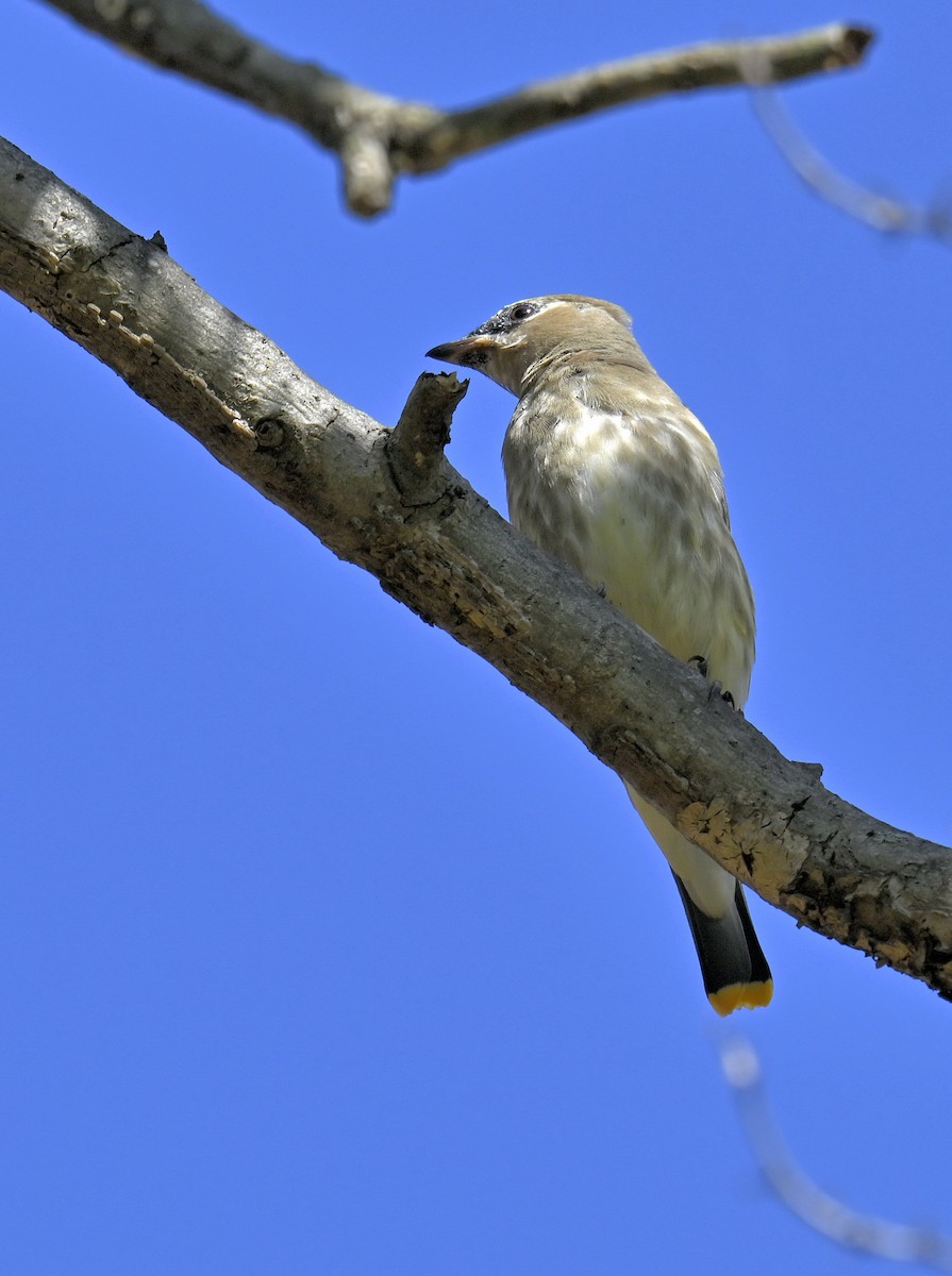 Cedar Waxwing - ML644188798