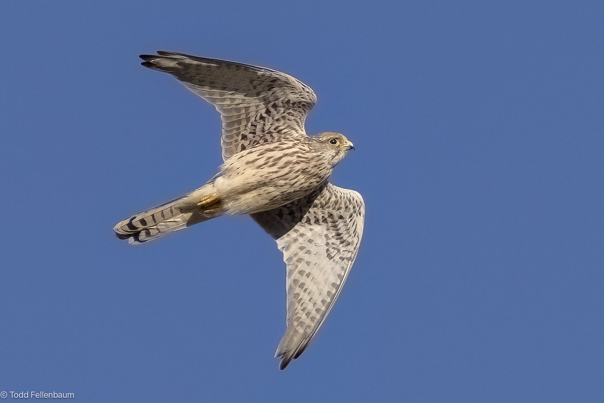 Eurasian Kestrel - ML644188804