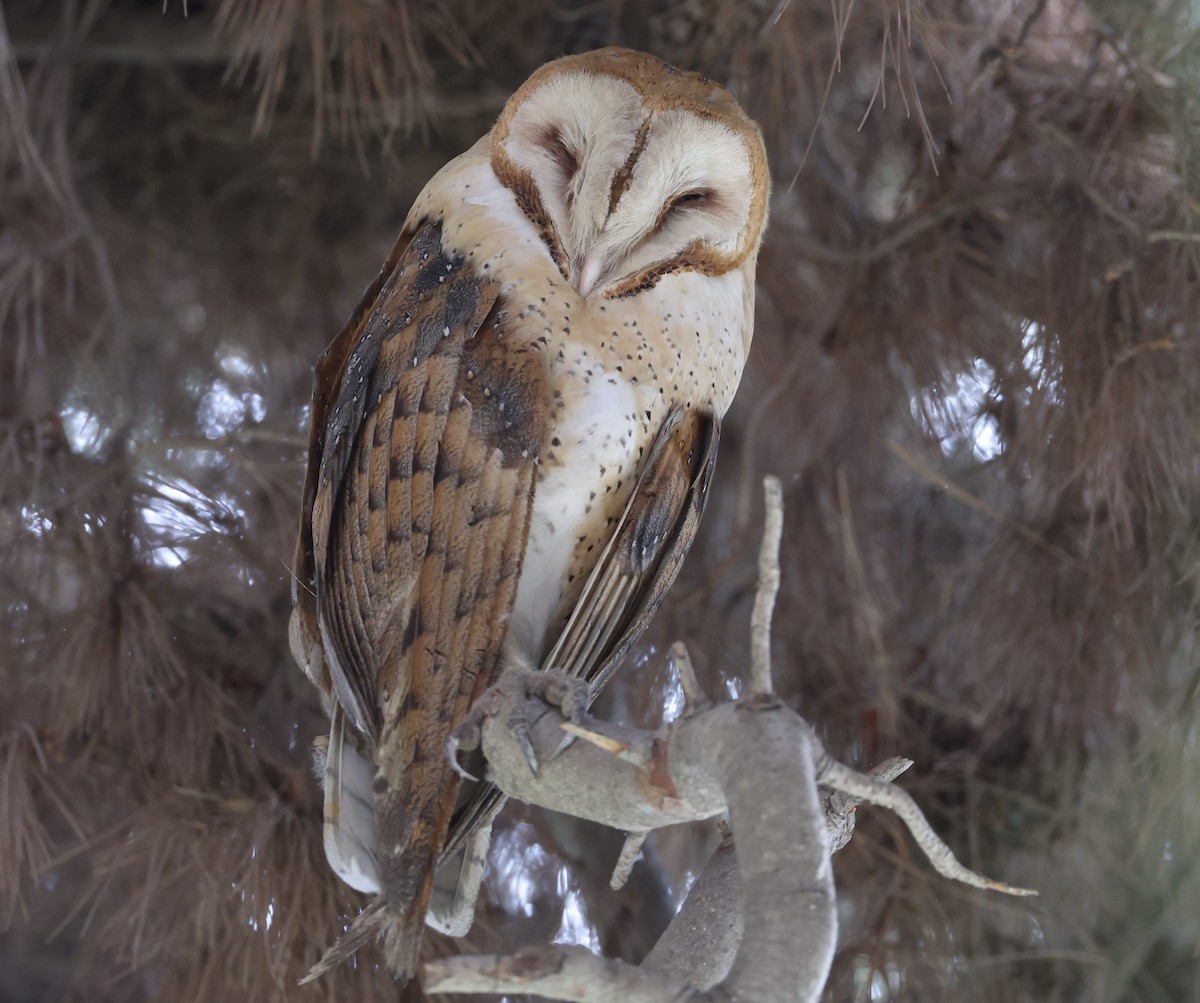 American Barn Owl - ML644188814
