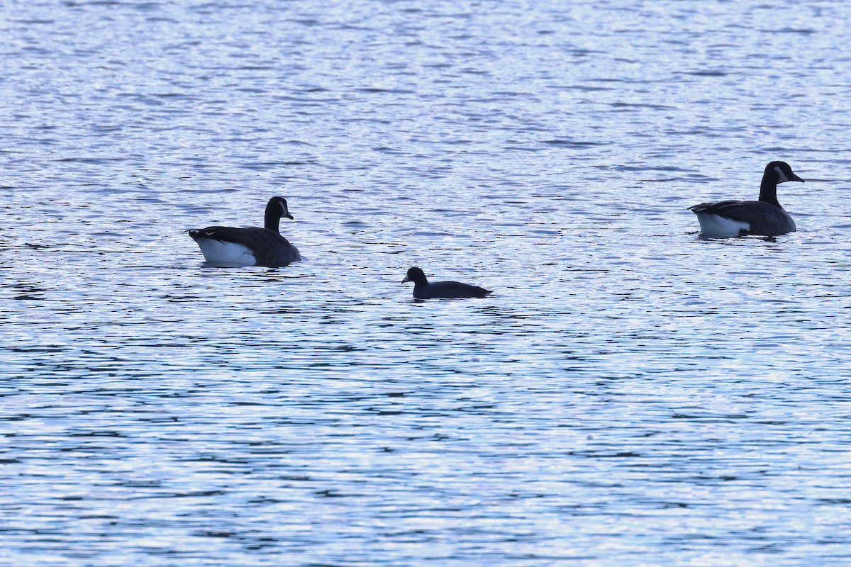 American Coot (Red-shielded) - ML644188882