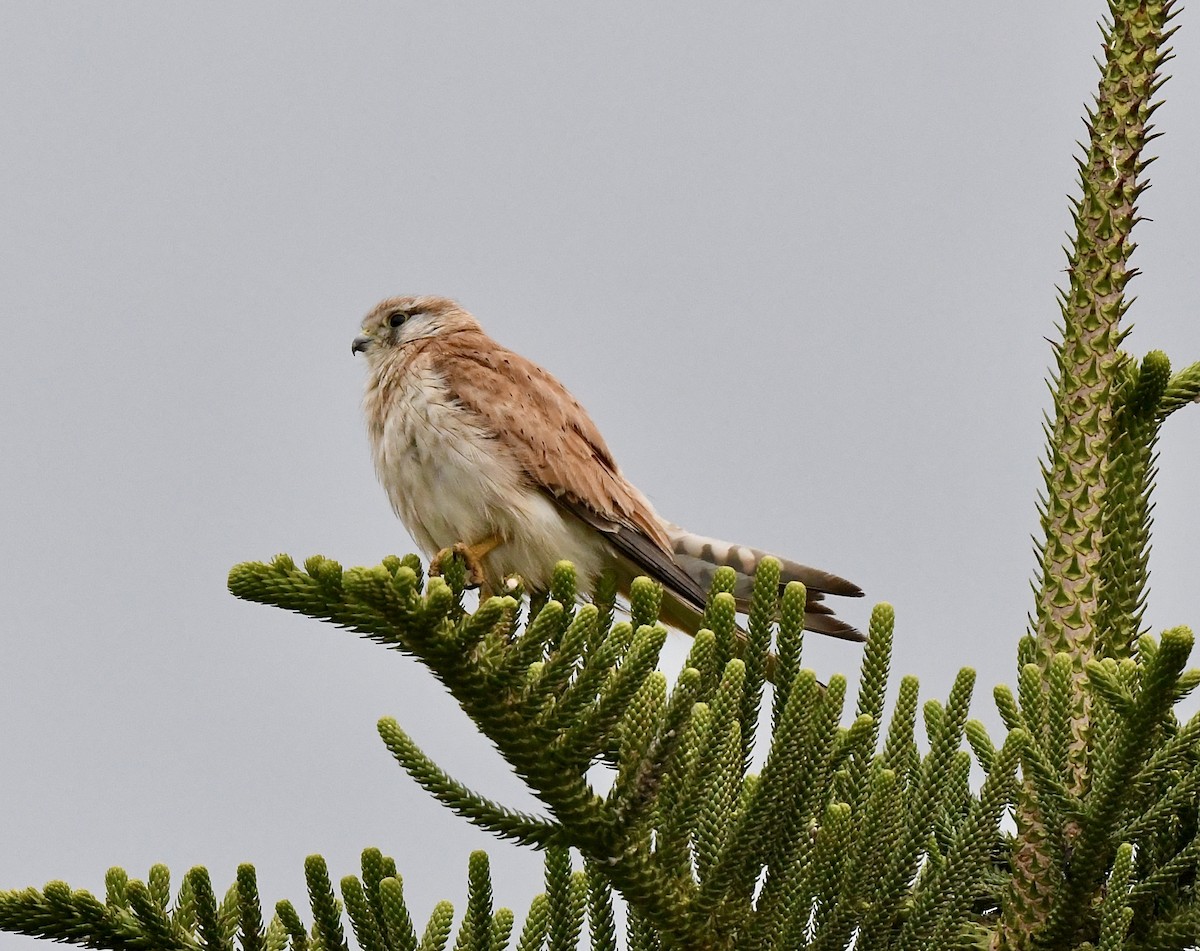 Nankeen Kestrel - ML644188885