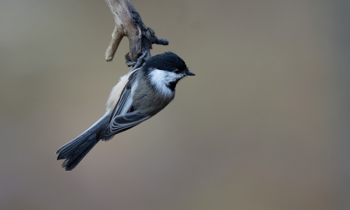 Amerika Baştankarası - ML644188891