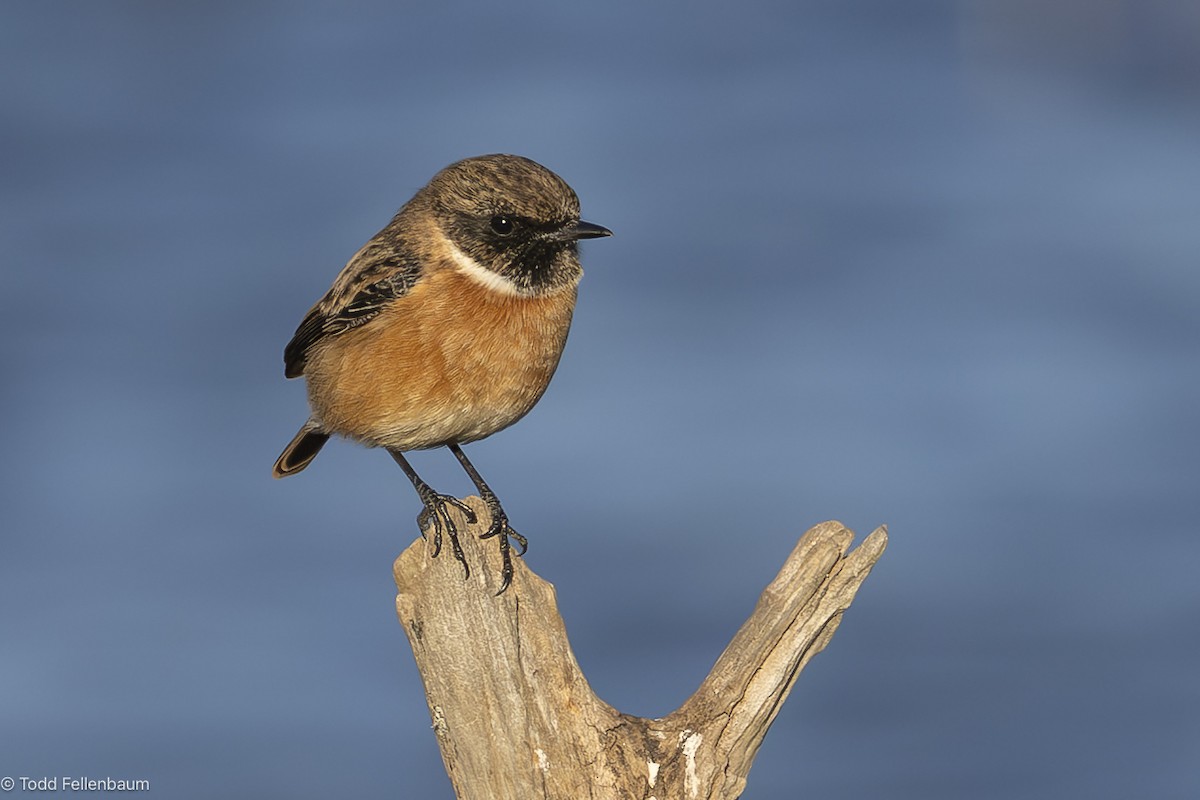 European Stonechat - ML644188904