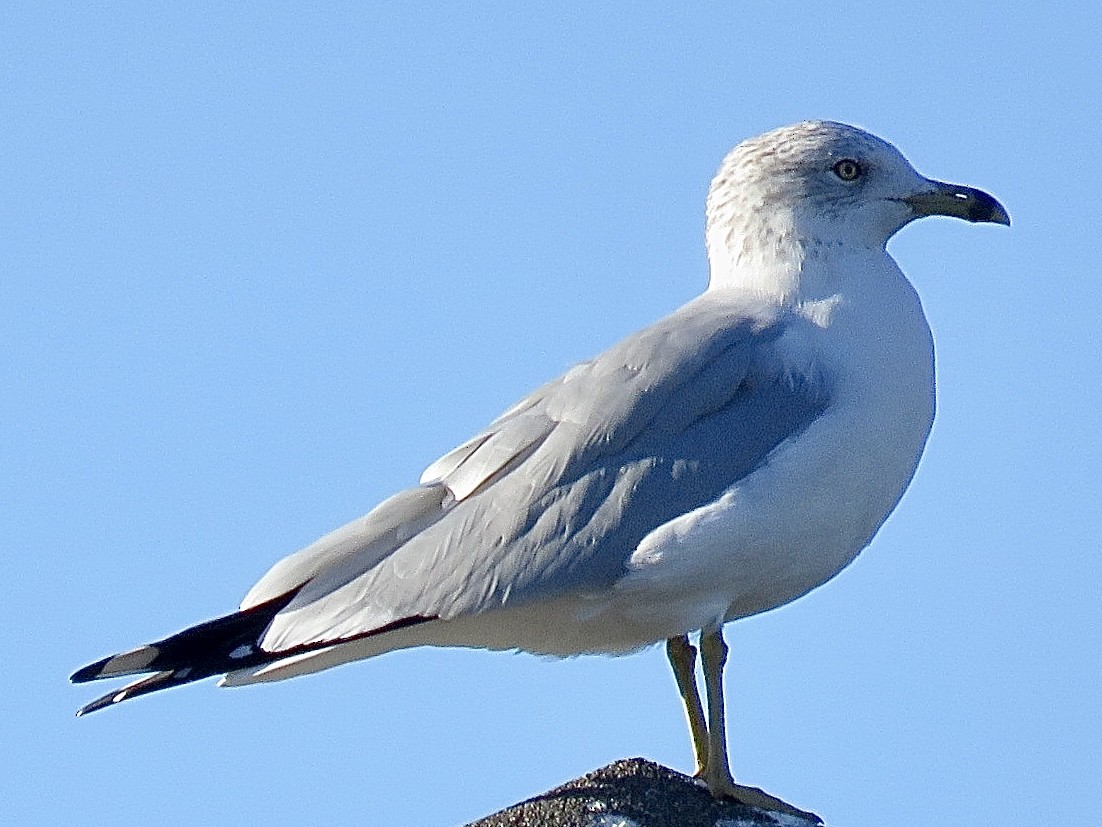 Ring-billed Gull - ML644188911