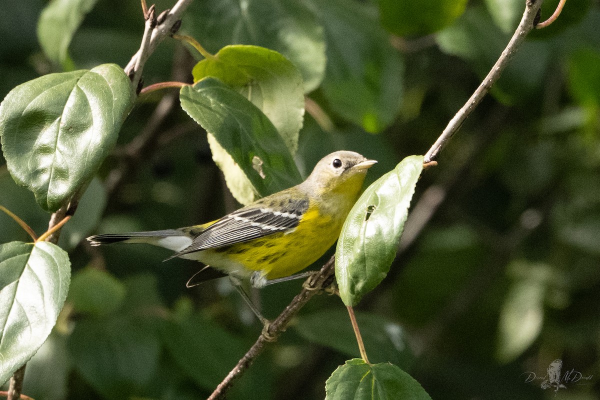 Magnolia Warbler - ML644188917