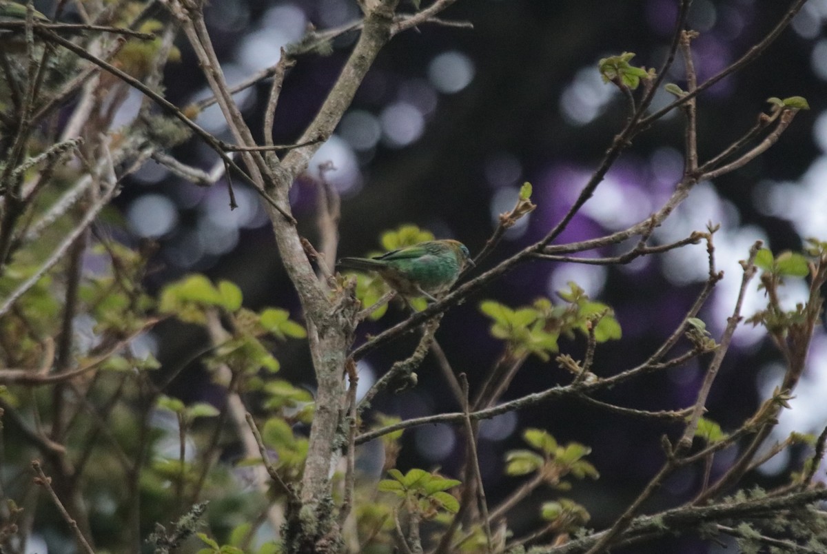 Brassy-breasted Tanager - ML644188926