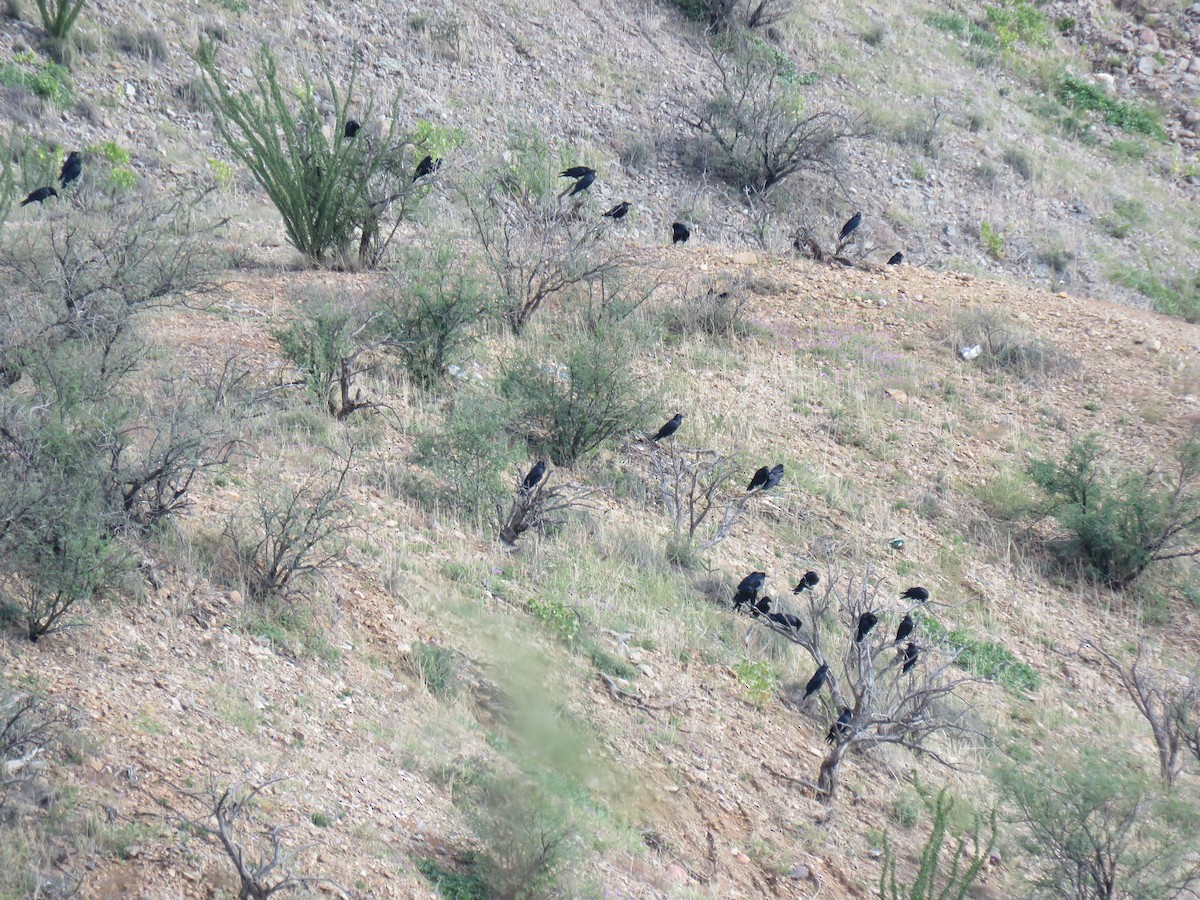 Cuervo Llanero - ML644188937