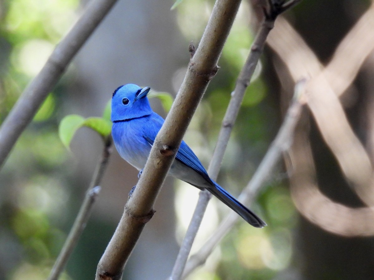 Tchitrec azuré - ML644188938