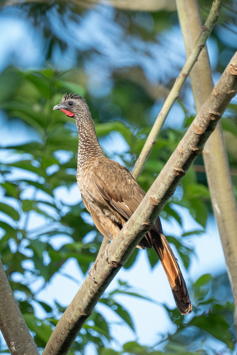 Speckled Chachalaca - ML644188949