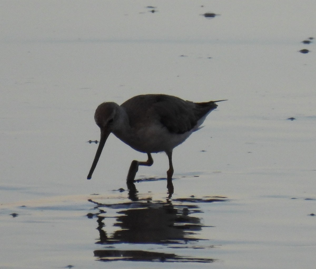Terekwasserläufer - ML644188966