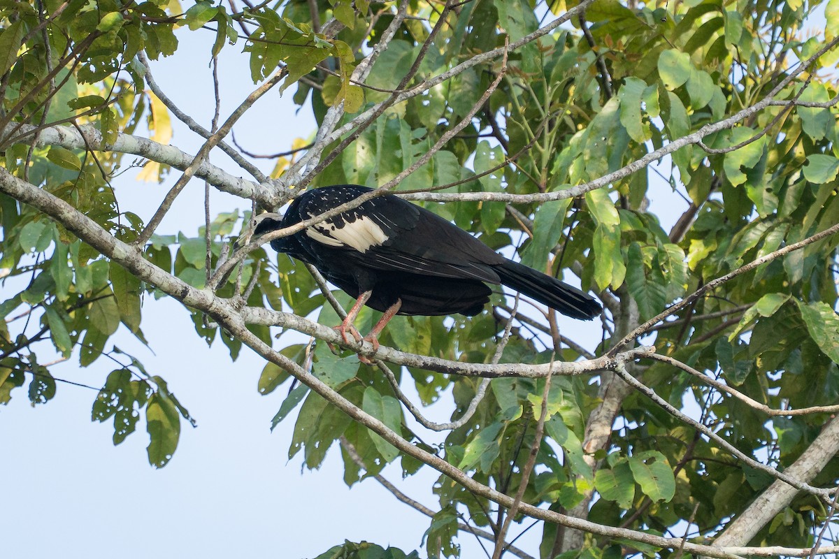 White-throated Piping-Guan - ML644188980