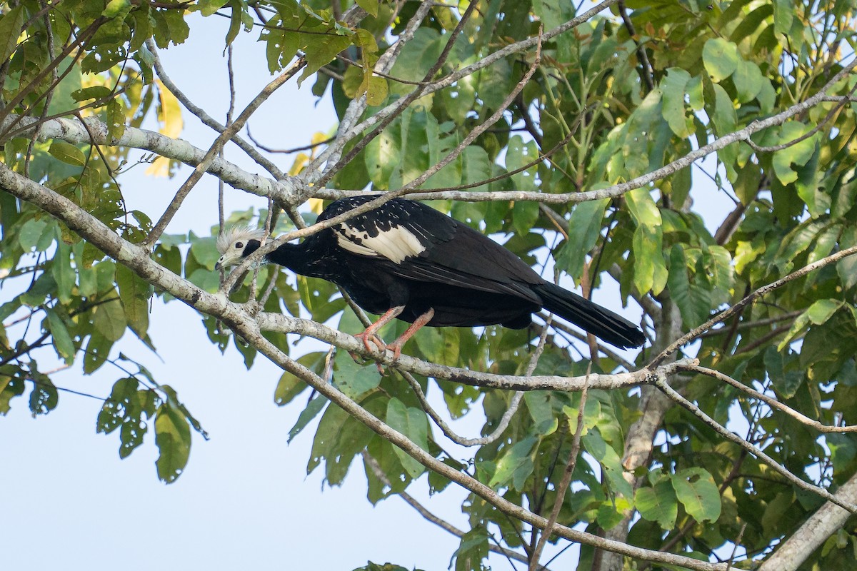 White-throated Piping-Guan - ML644188981
