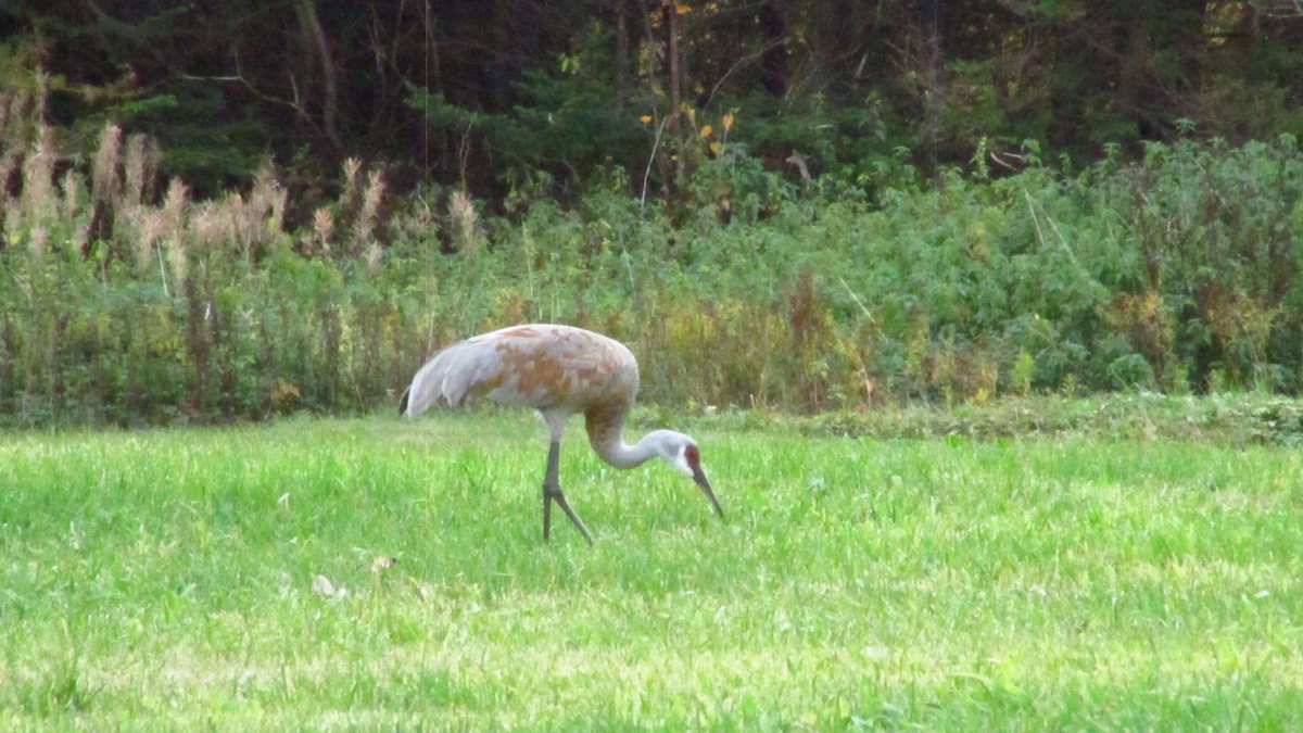 Sandhill Crane - ML644188997