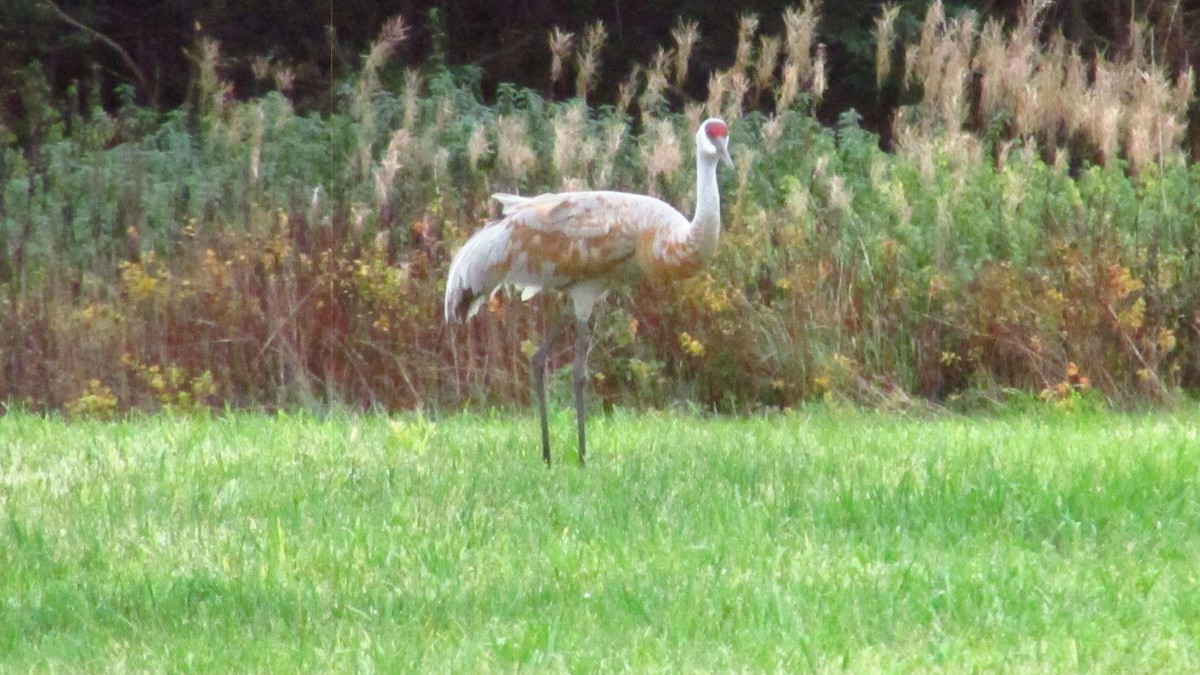 Sandhill Crane - ML644189000