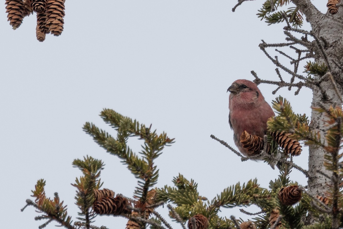 White-winged Crossbill - ML644189015