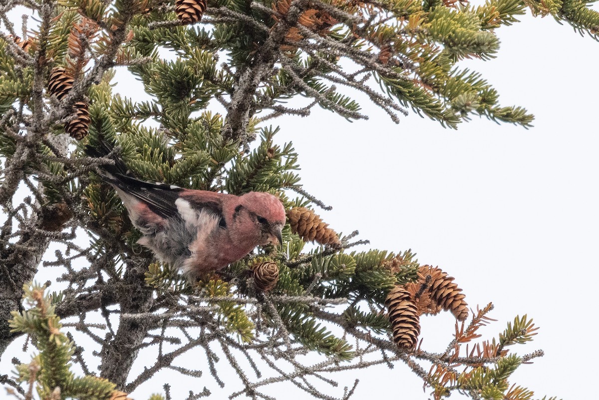 White-winged Crossbill - ML644189016