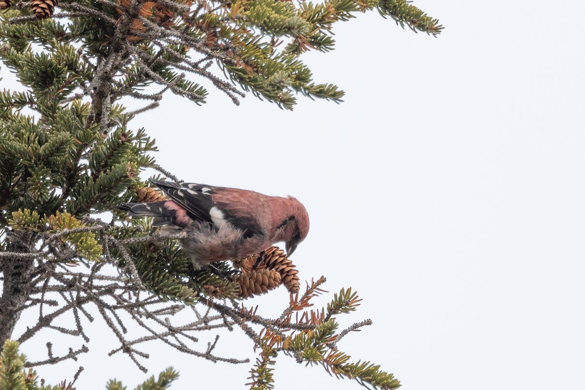 White-winged Crossbill - ML644189017