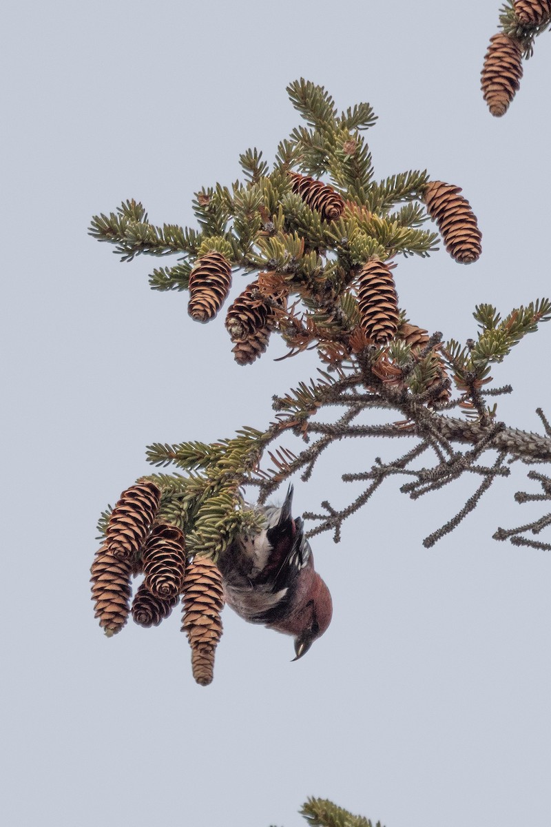 White-winged Crossbill - ML644189018