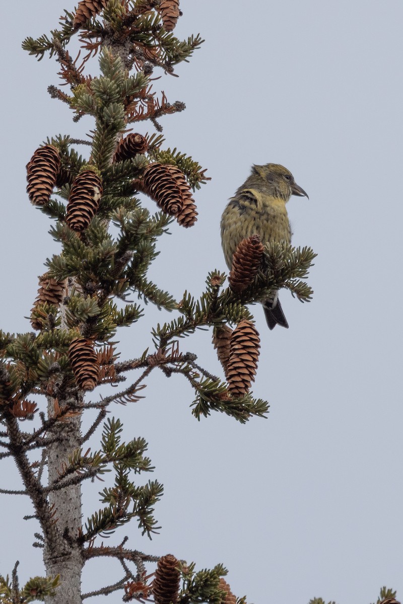 White-winged Crossbill - ML644189019