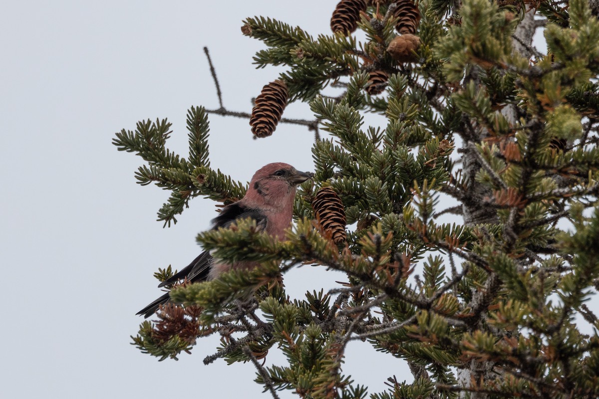 White-winged Crossbill - ML644189020
