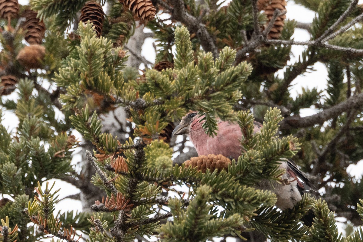 White-winged Crossbill - ML644189021