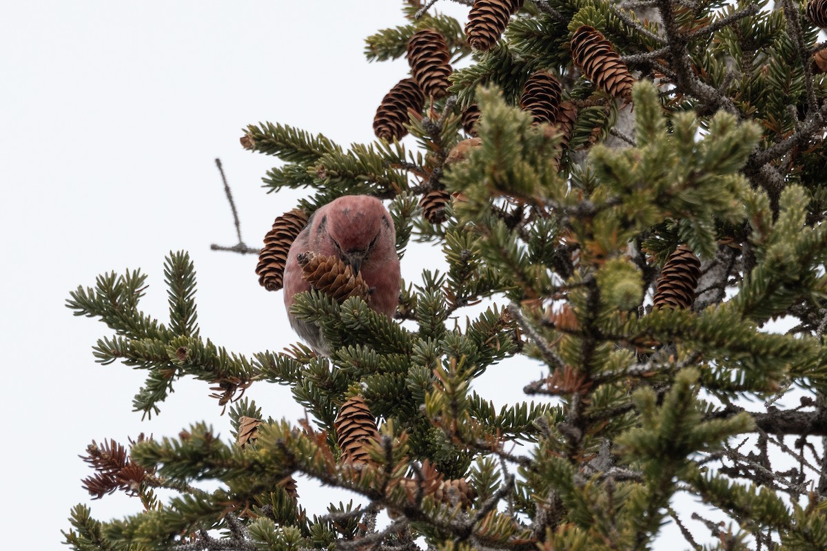 White-winged Crossbill - ML644189022