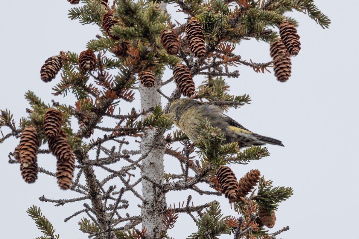 White-winged Crossbill - ML644189023