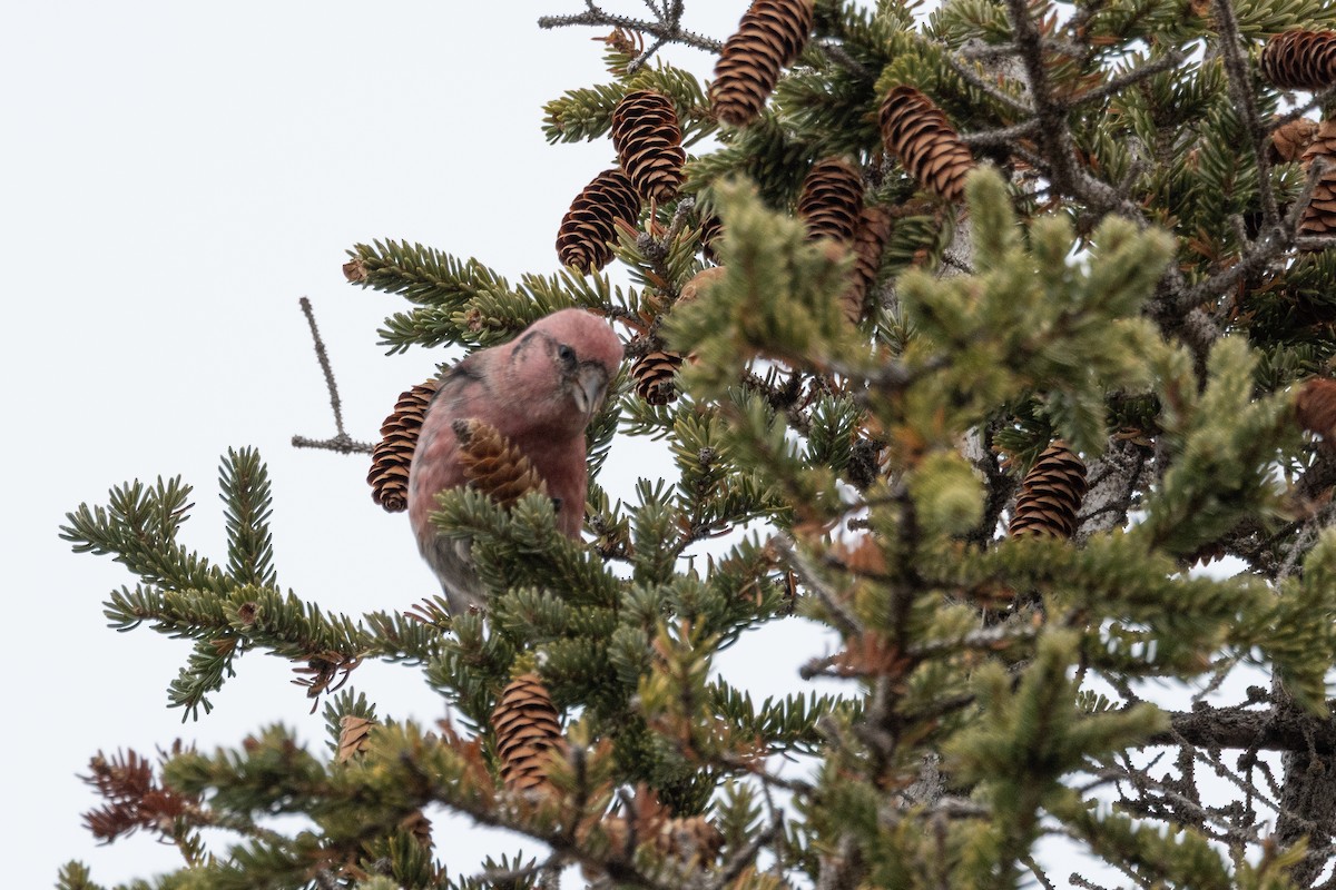 White-winged Crossbill - ML644189024