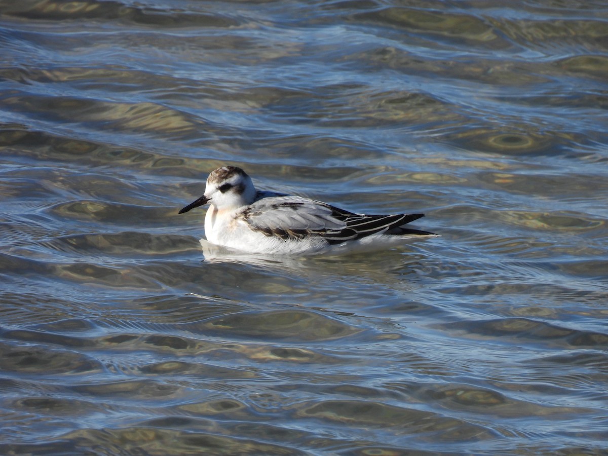 Red Phalarope - ML644189030