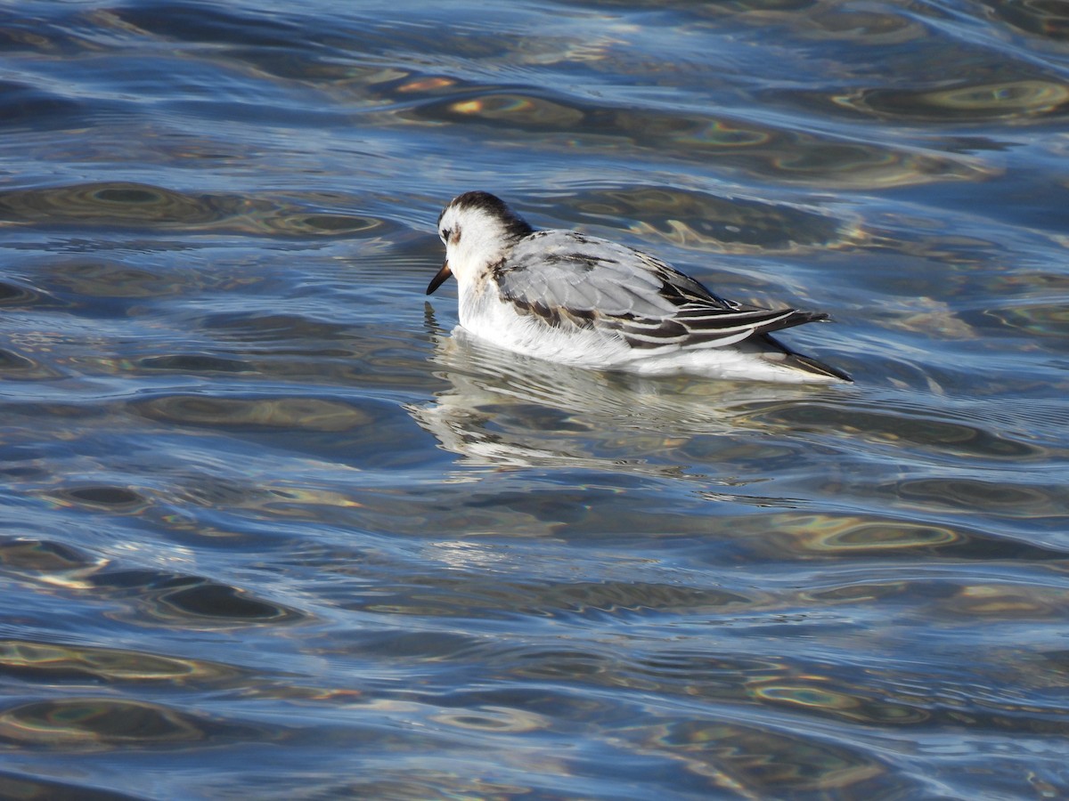 Red Phalarope - ML644189040