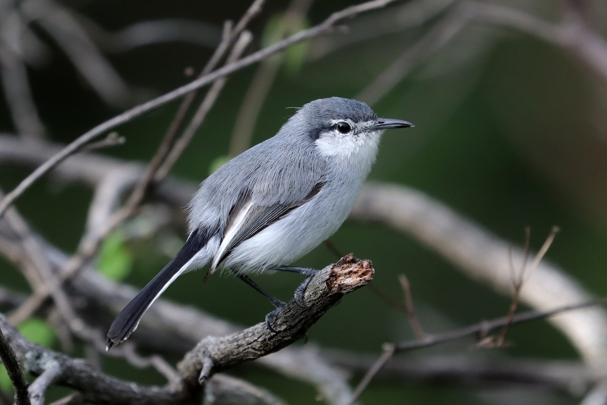 mayamyggsmett - ML644189046