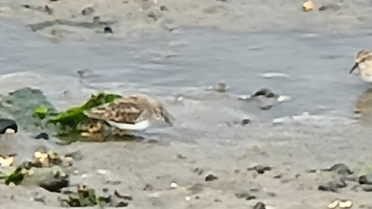 Least Sandpiper - ML644189047