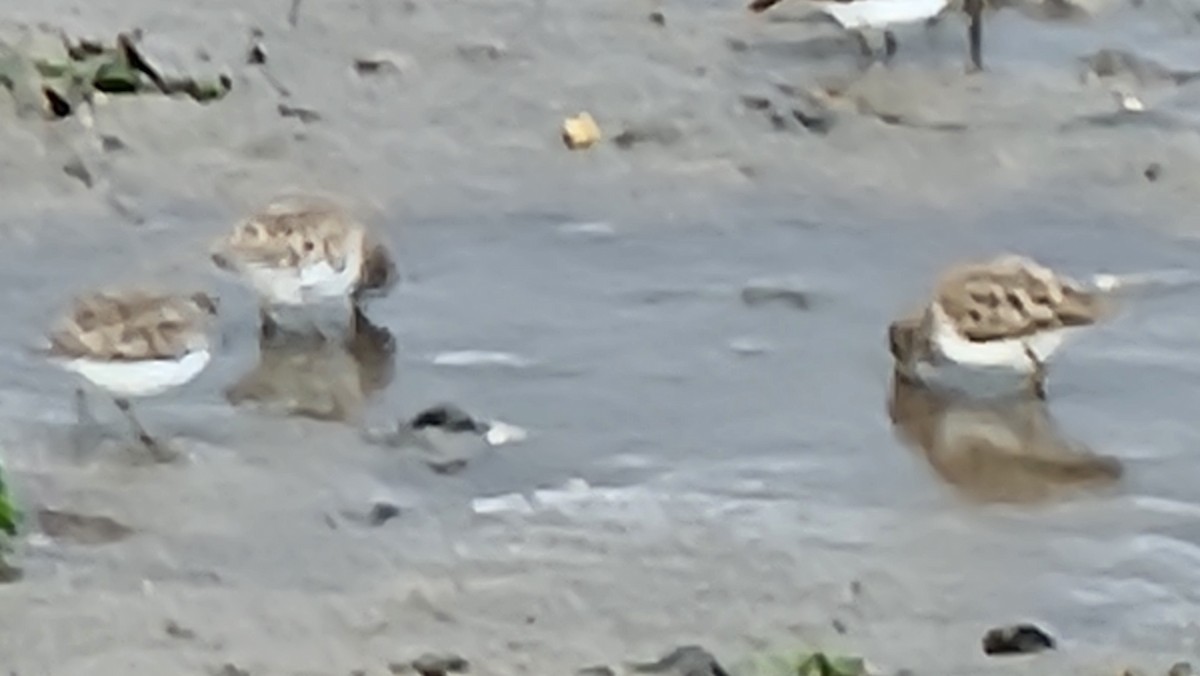 Least Sandpiper - ML644189048