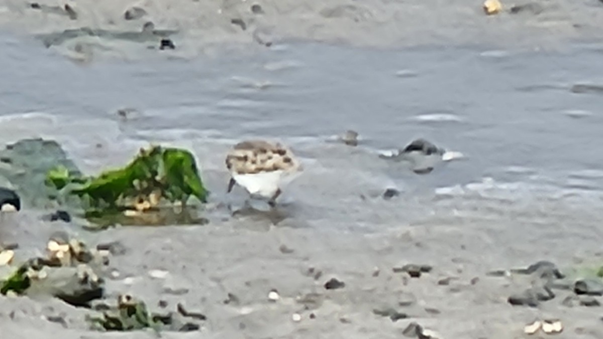 Least Sandpiper - ML644189049