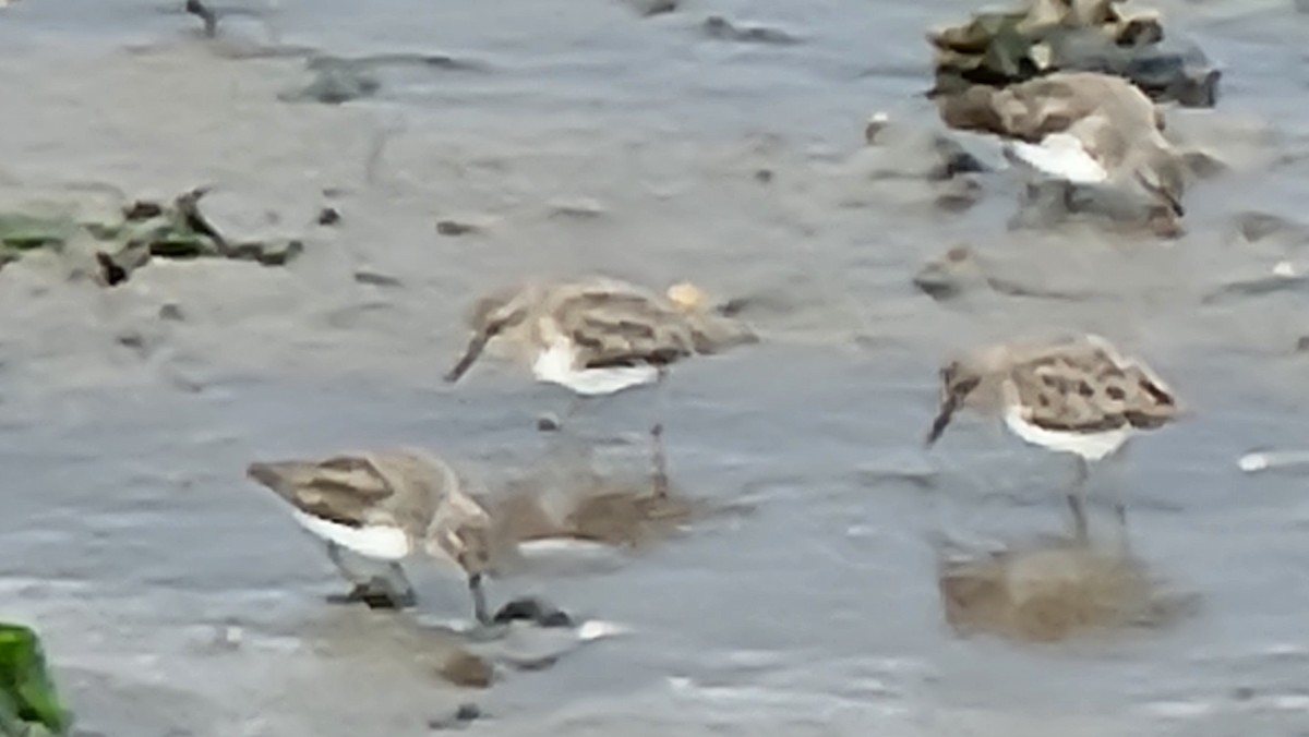 Least Sandpiper - ML644189050
