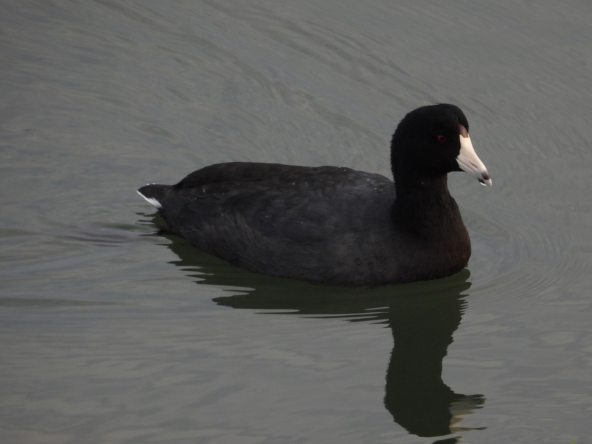 אגמית אמריקנית - ML644189051