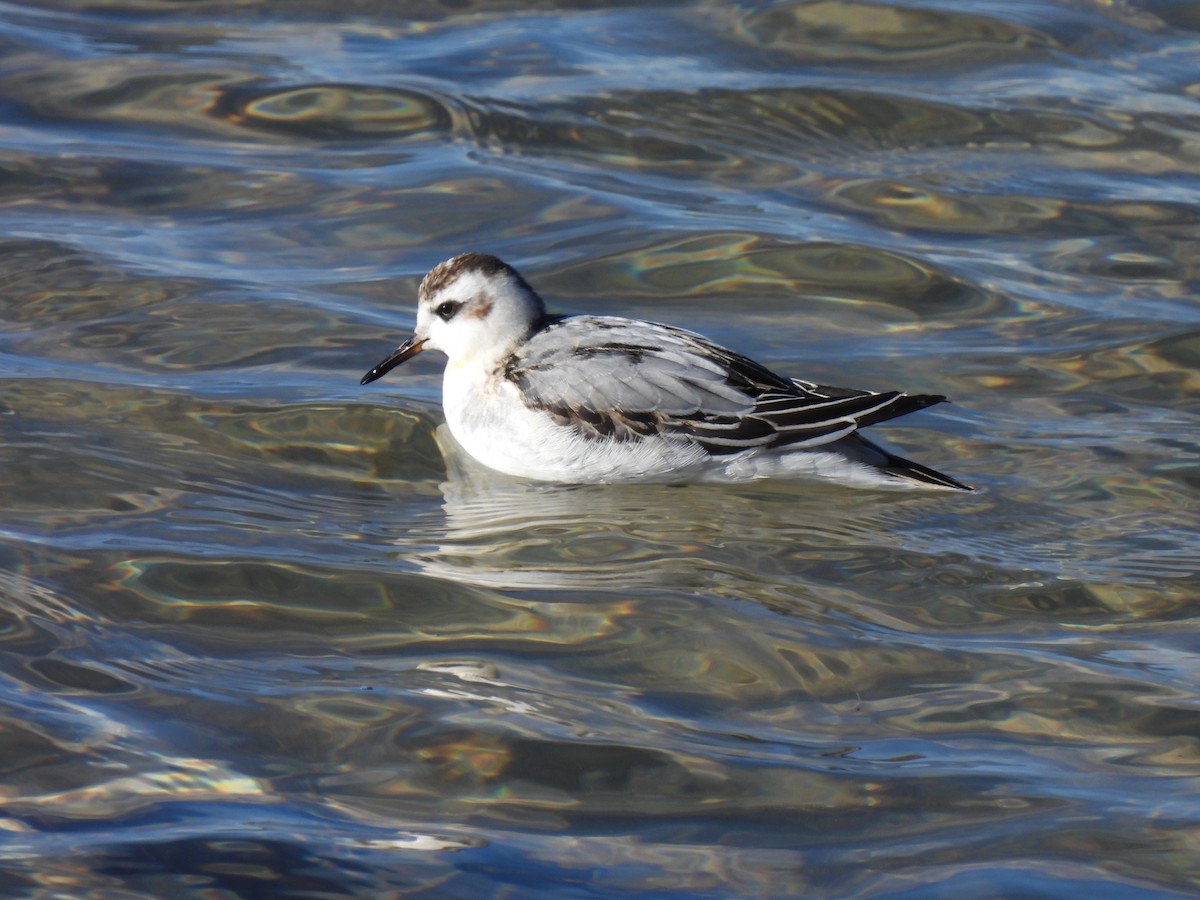 Red Phalarope - ML644189055