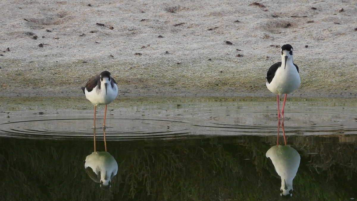 Black-necked Stilt - ML644189060