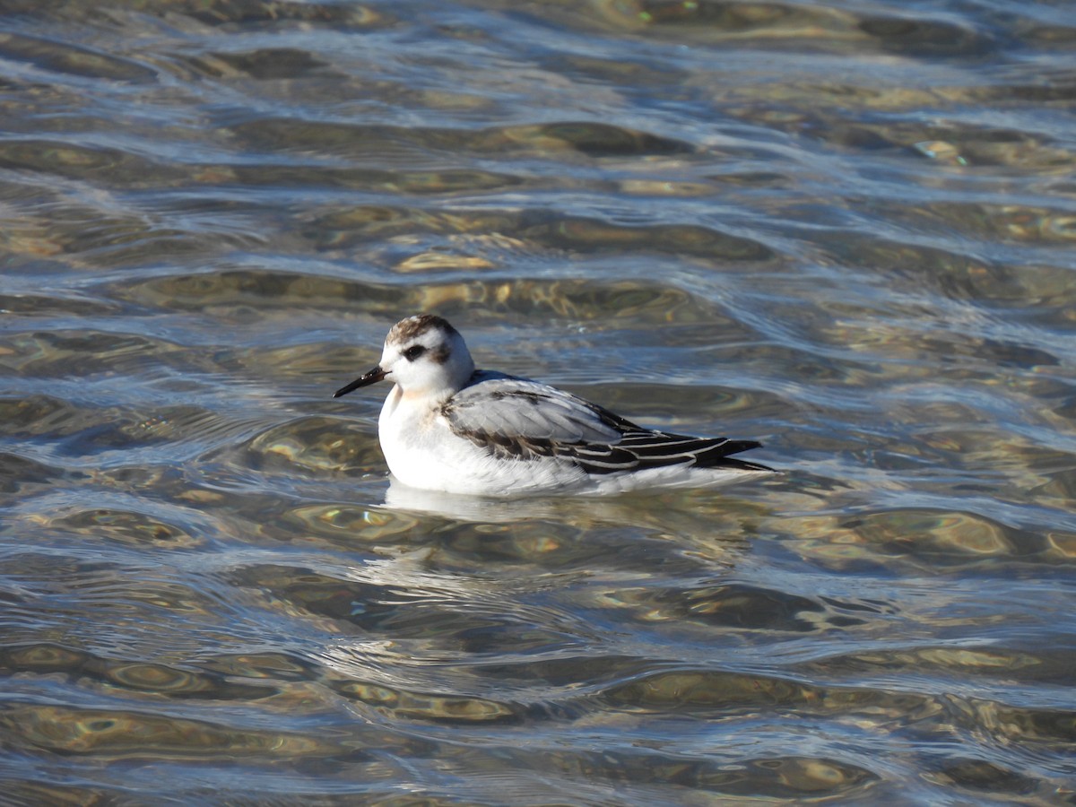 Red Phalarope - ML644189064