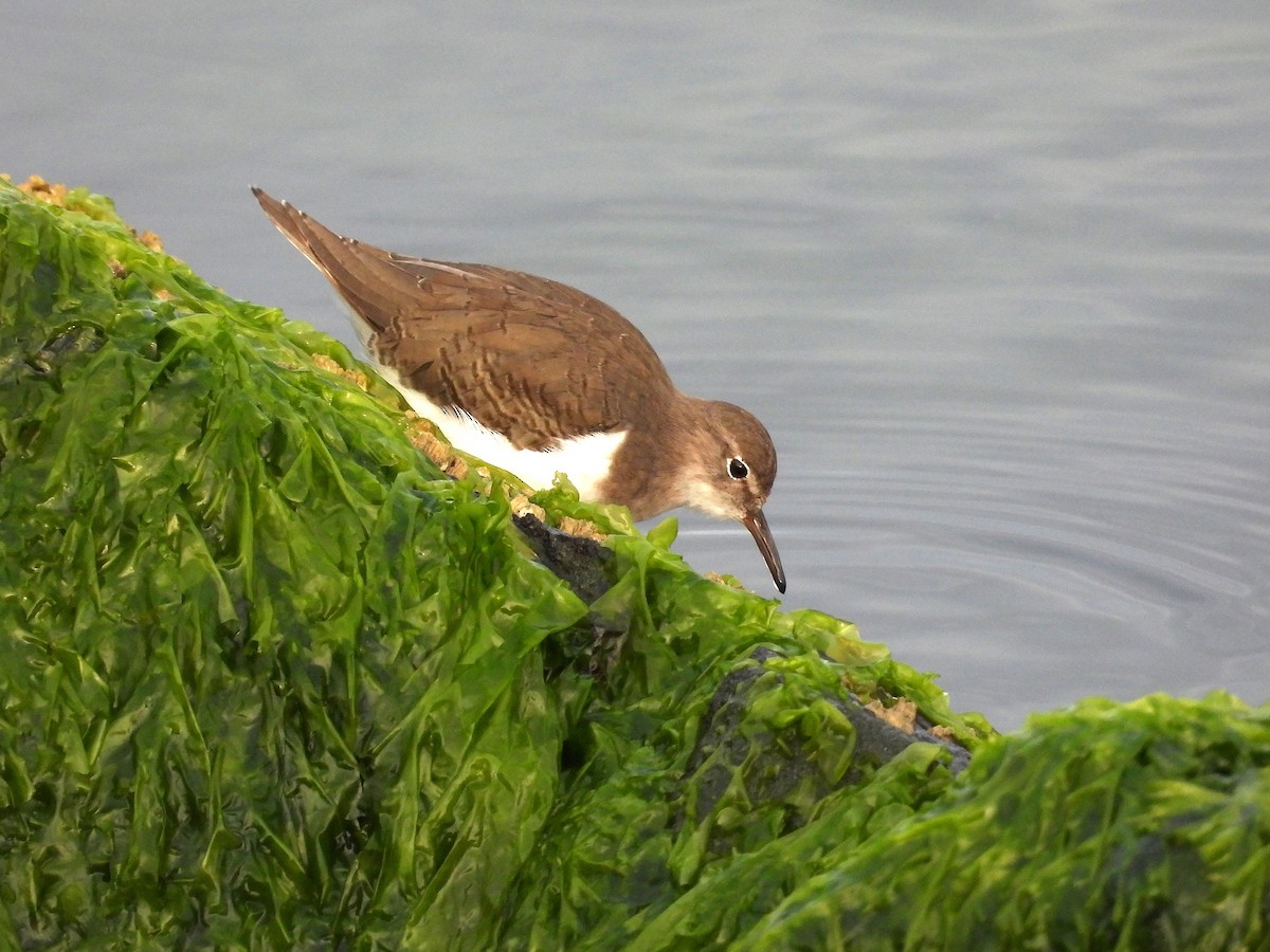 ביצנית נקודה - ML644189070
