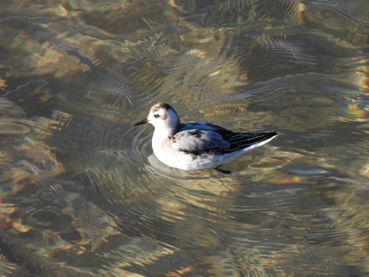Red Phalarope - ML644189071