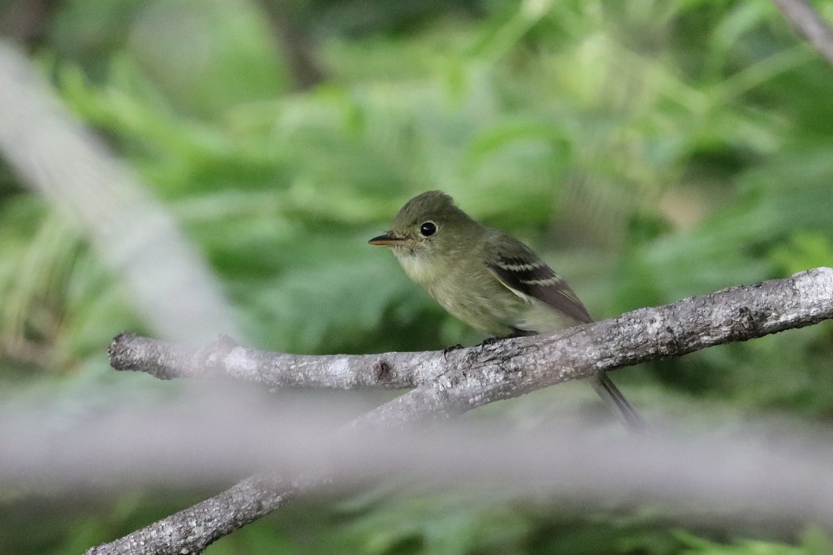 Yellow-bellied Flycatcher - ML644189080