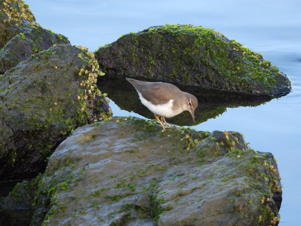 ביצנית נקודה - ML644189102