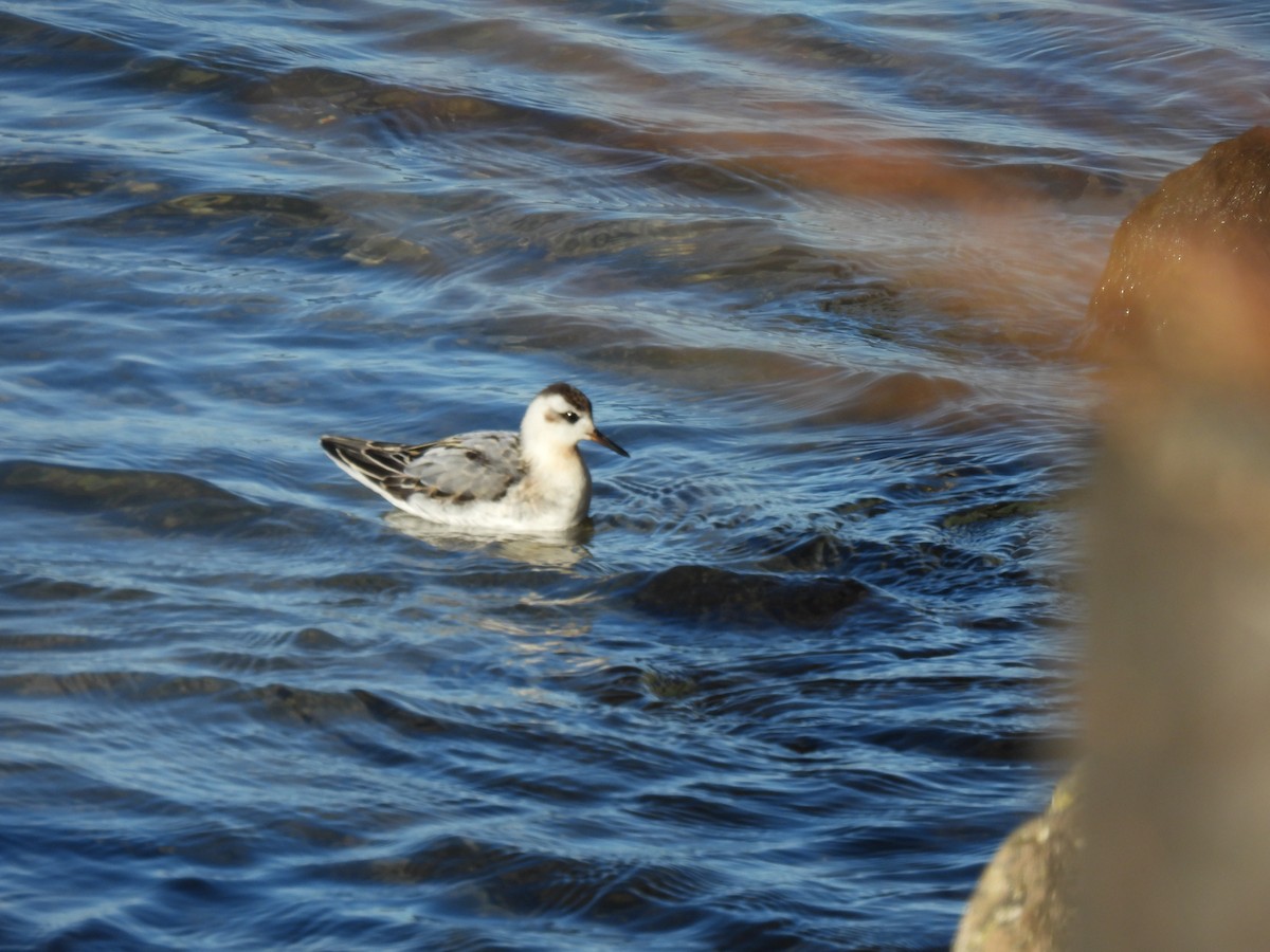 Red Phalarope - ML644189104