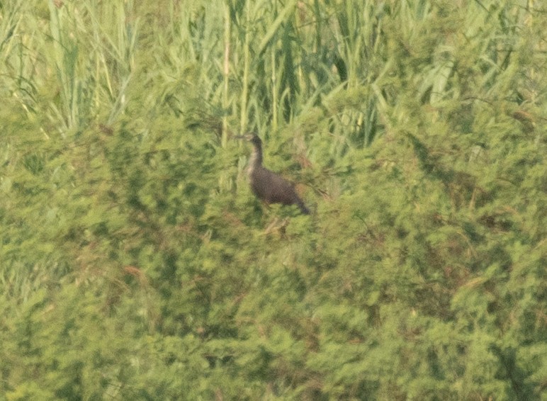 Rufous-bellied Heron - ML644189105