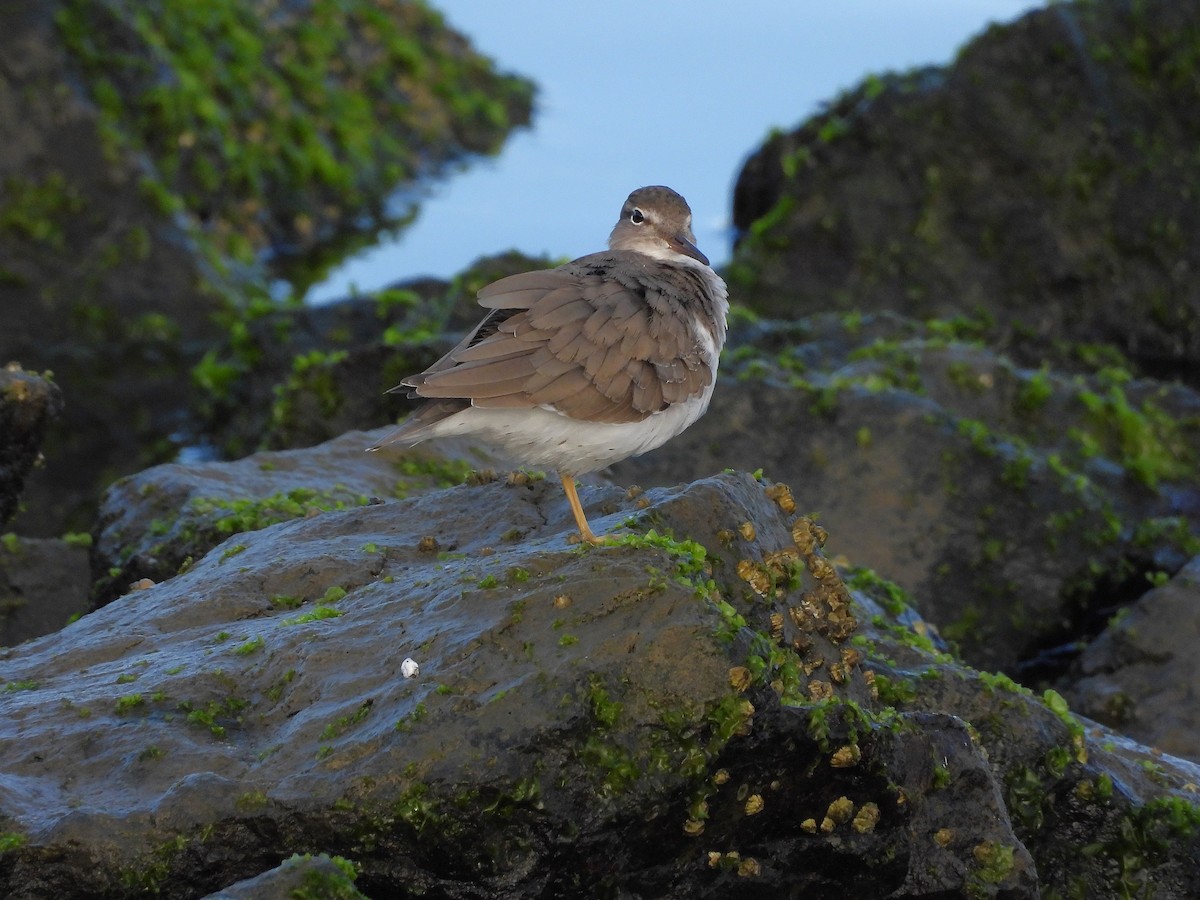 ביצנית נקודה - ML644189109