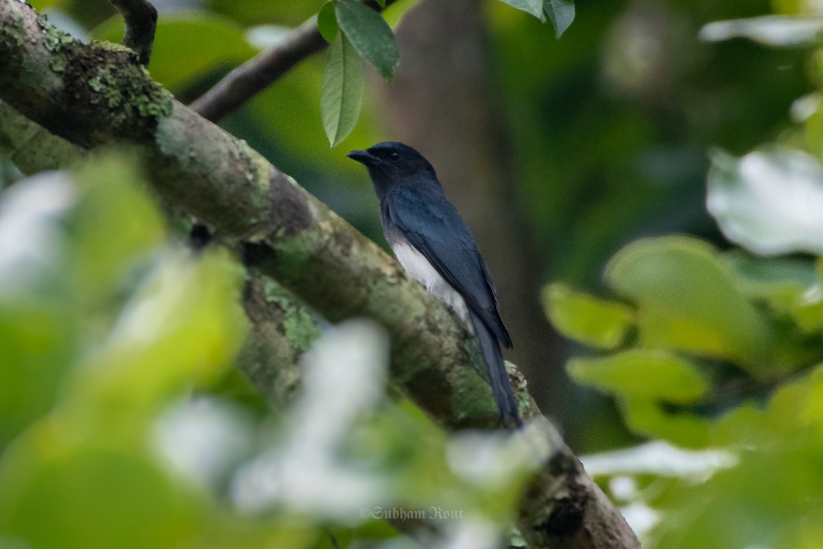 Ak Karınlı Drongo - ML644189119