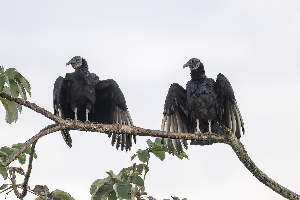 Black Vulture - ML644189127