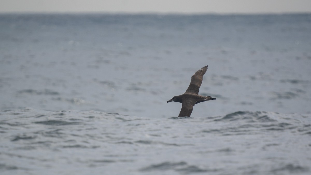 Black-footed Albatross - ML644189128