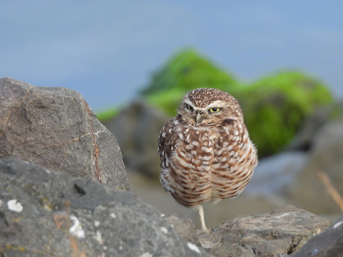 Burrowing Owl - ML644189143